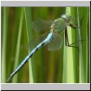 Anax imperator - Grosse Koenigslibelle m02.jpg